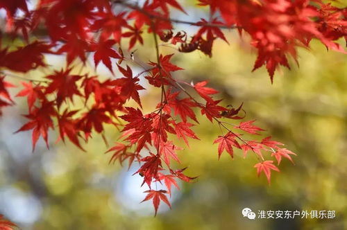 漫山紅楓染棲霞，一日盡賞金陵秋——安東戶外游江蘇11月19日南京棲霞山賞楓活動召集