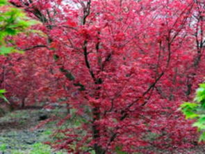 巴南五洲園 漫山紅楓染金秋，一日盡覽園林奇觀