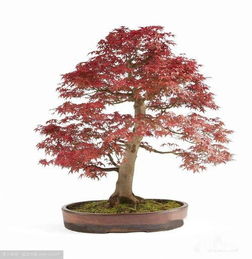 日本紅楓盆栽養(yǎng)護(hù)秘決 打造庭院中的四季詩畫