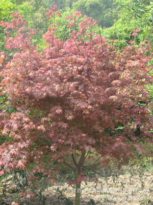 優(yōu)價(jià)供應(yīng)全國 江西綠化苗木日本紅楓種苗，打造優(yōu)質(zhì)園林景觀